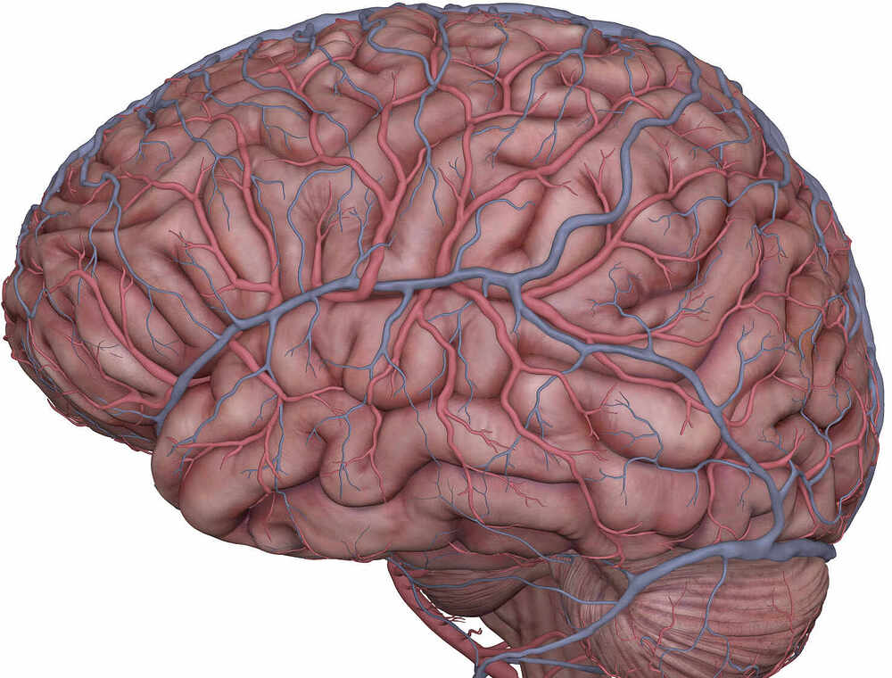brain_front