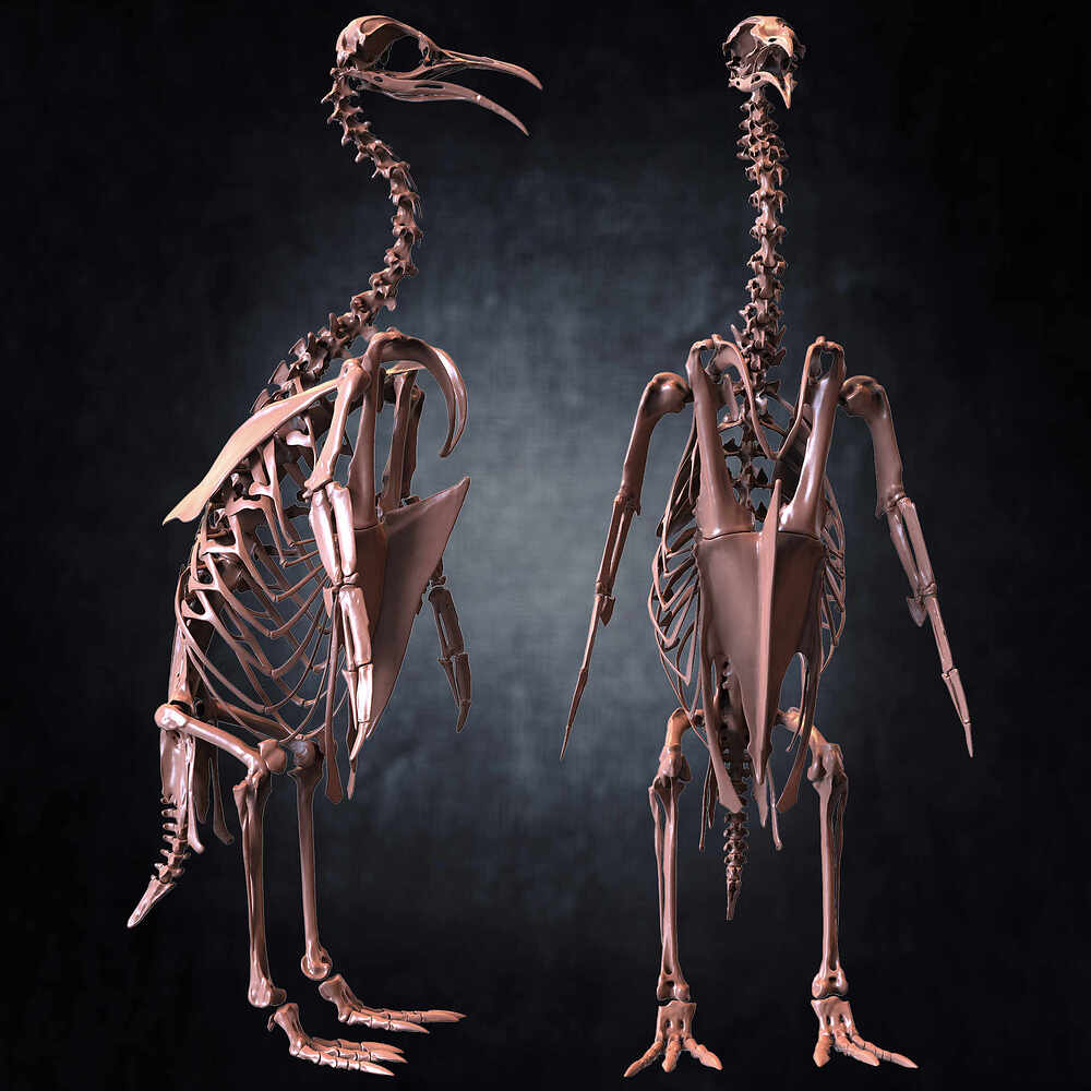Punguin Skeleton 3D Model Sculpted by Yacine BRINIS Set 043