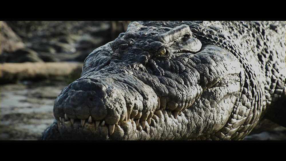 charCrocodile_poseenv_0006
