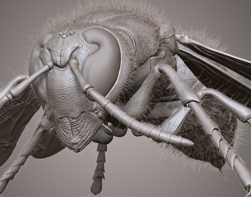 william-tirloy-hornet-02-william-tirloy.jpg