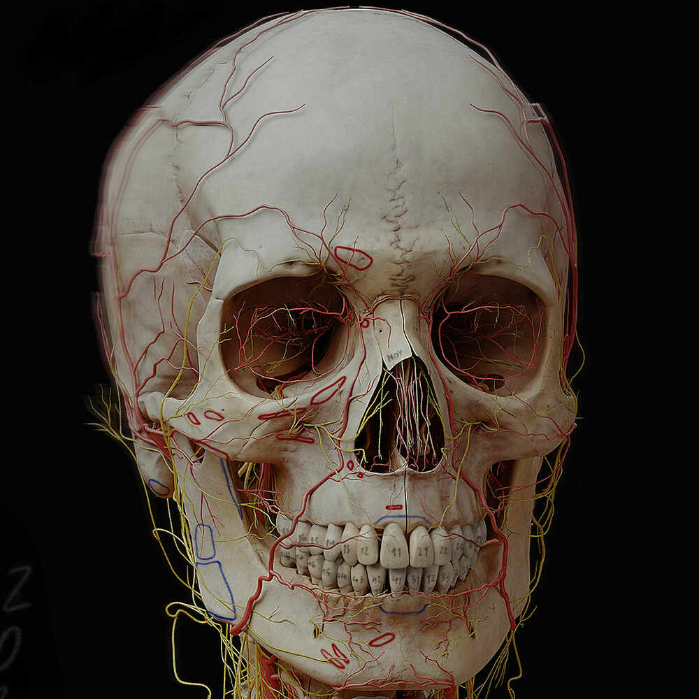 Anatomy_Digital human_artery_nerve 2 c1