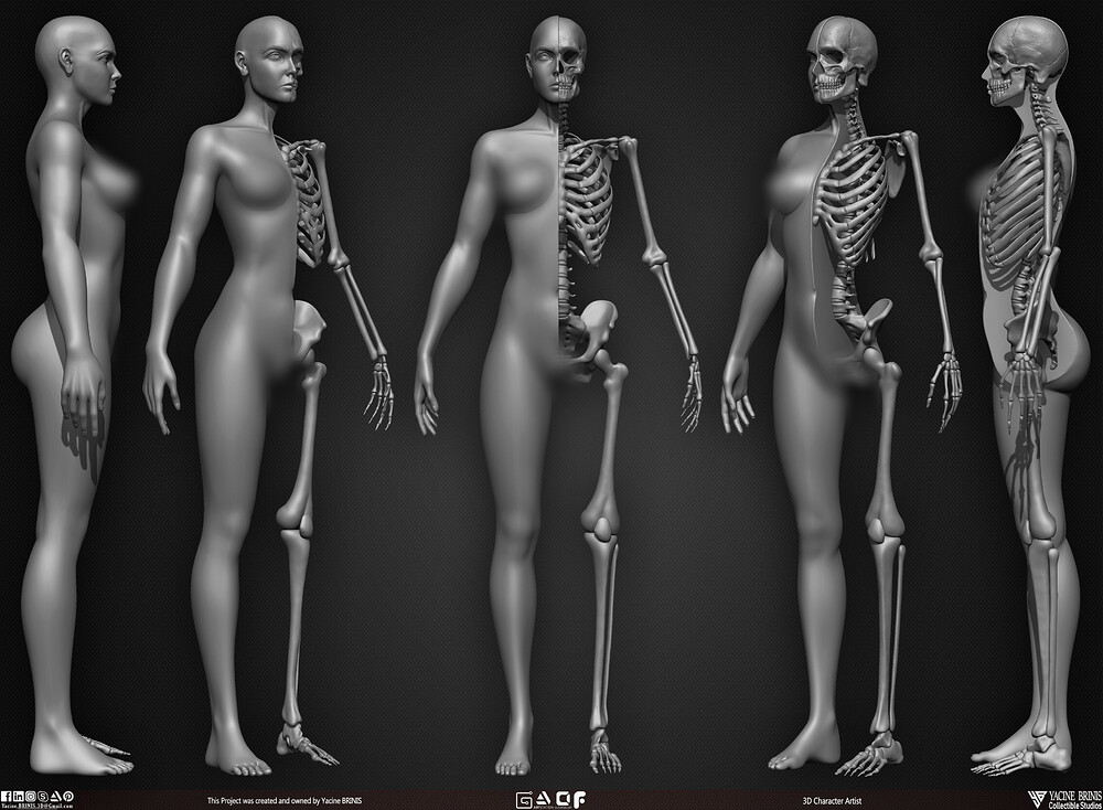 Female Human Skeleton 3D Model sculpted by Yacine BRINIS 003