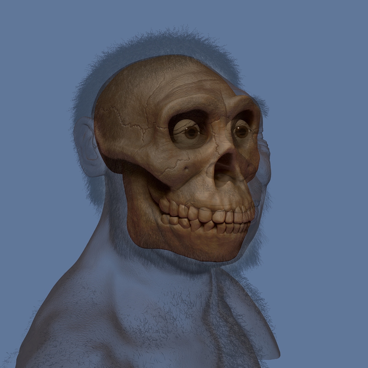 Homo Erectus xray