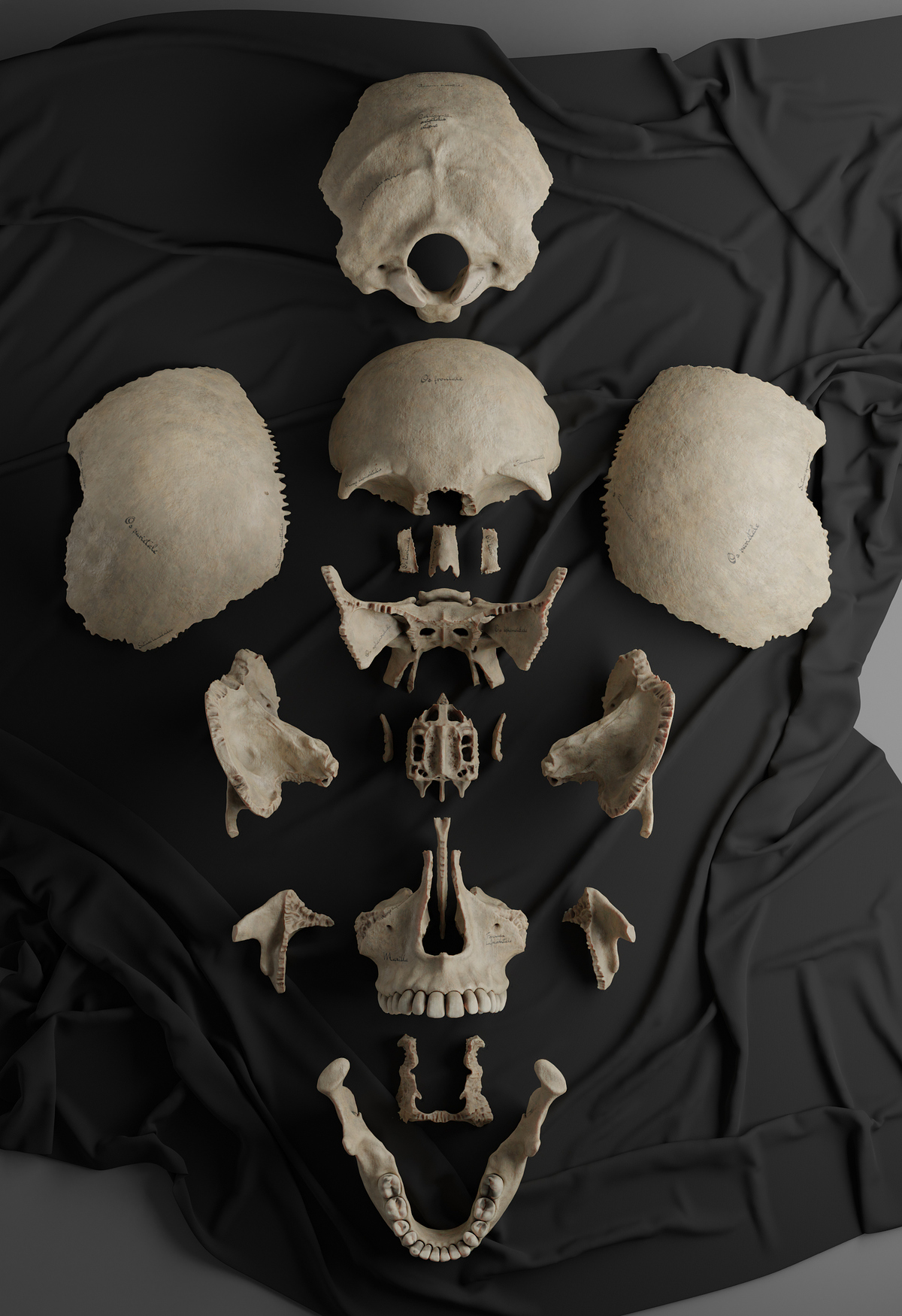 skull_bones_seperated