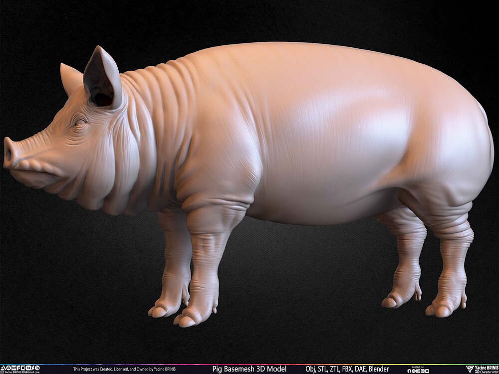 Pig Basemesh 3D Model Animal Anatomy Sculpted by Yacine BRINIS Set 041