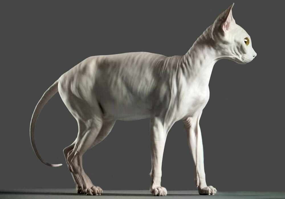 catNew2