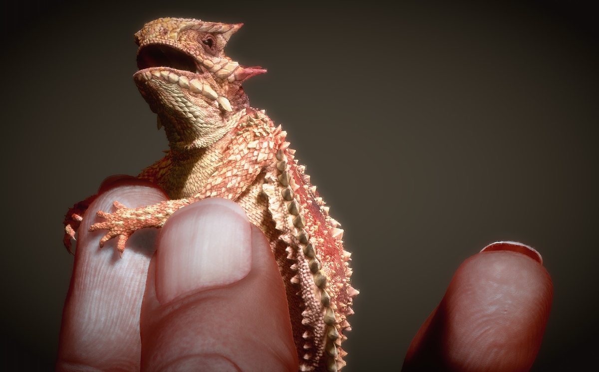 eric-keller-keller-lizard-001