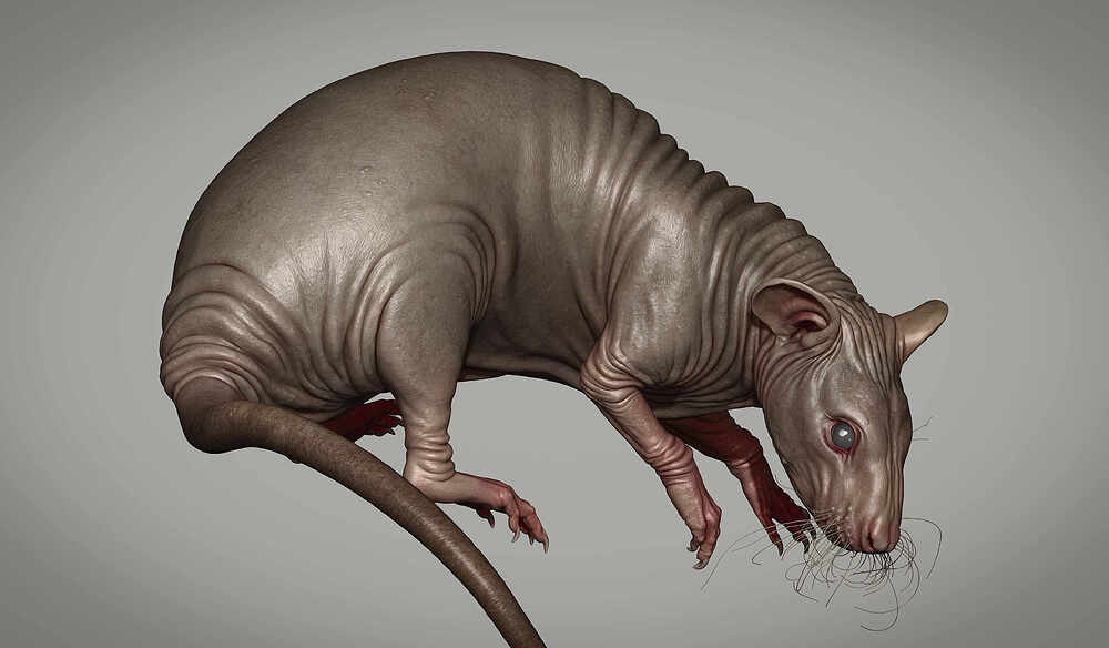 Rat3