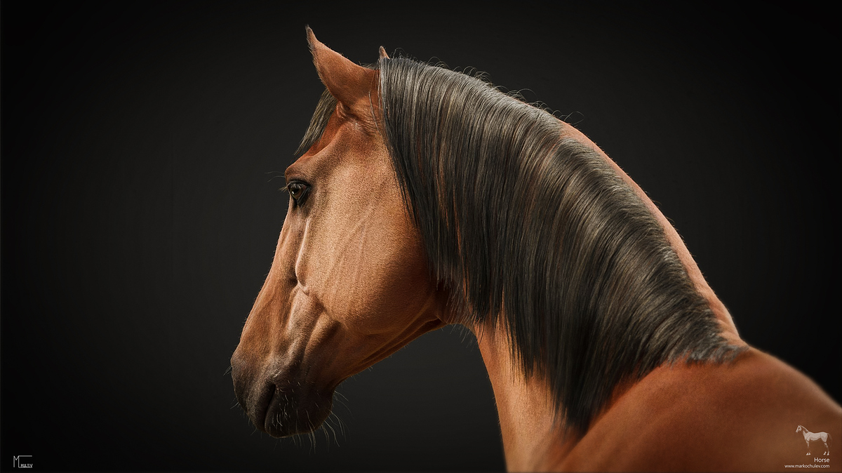 Horse_Stills_v1.2