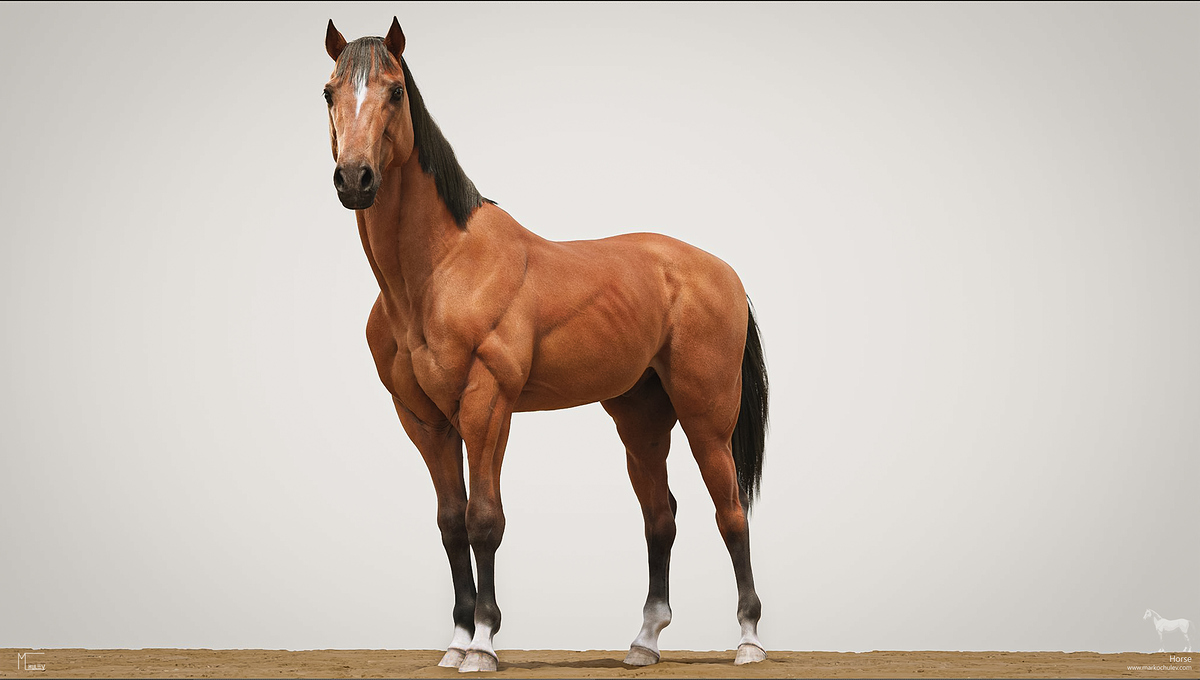 Horse_Stills_Full_whiteBG_v1.2