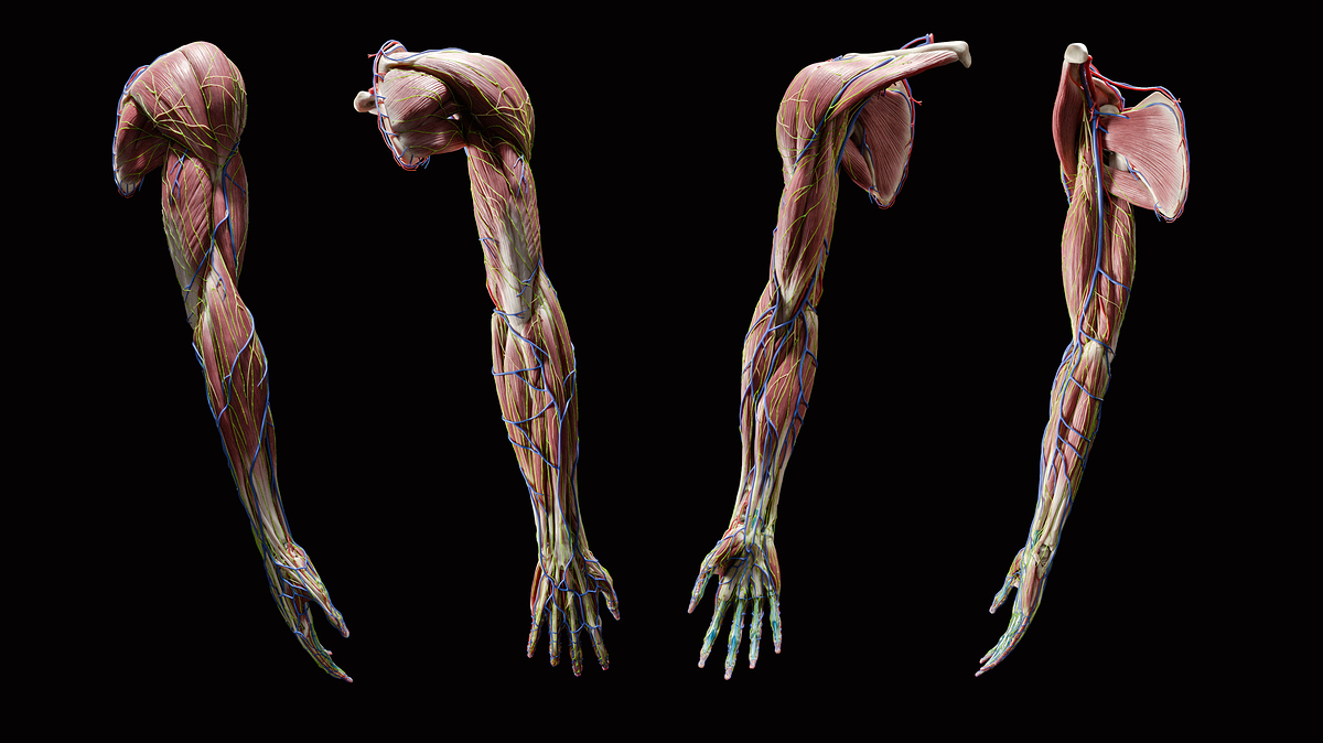 UpperLimb_FullArm_2020-07-15_InternalAnatomy-A