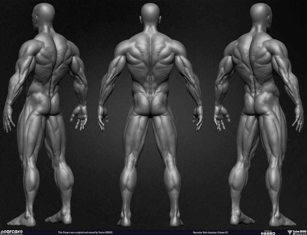 Muscular Male Anatomy Volume 2 3D Character sculpted by Yacine BRINIS 005