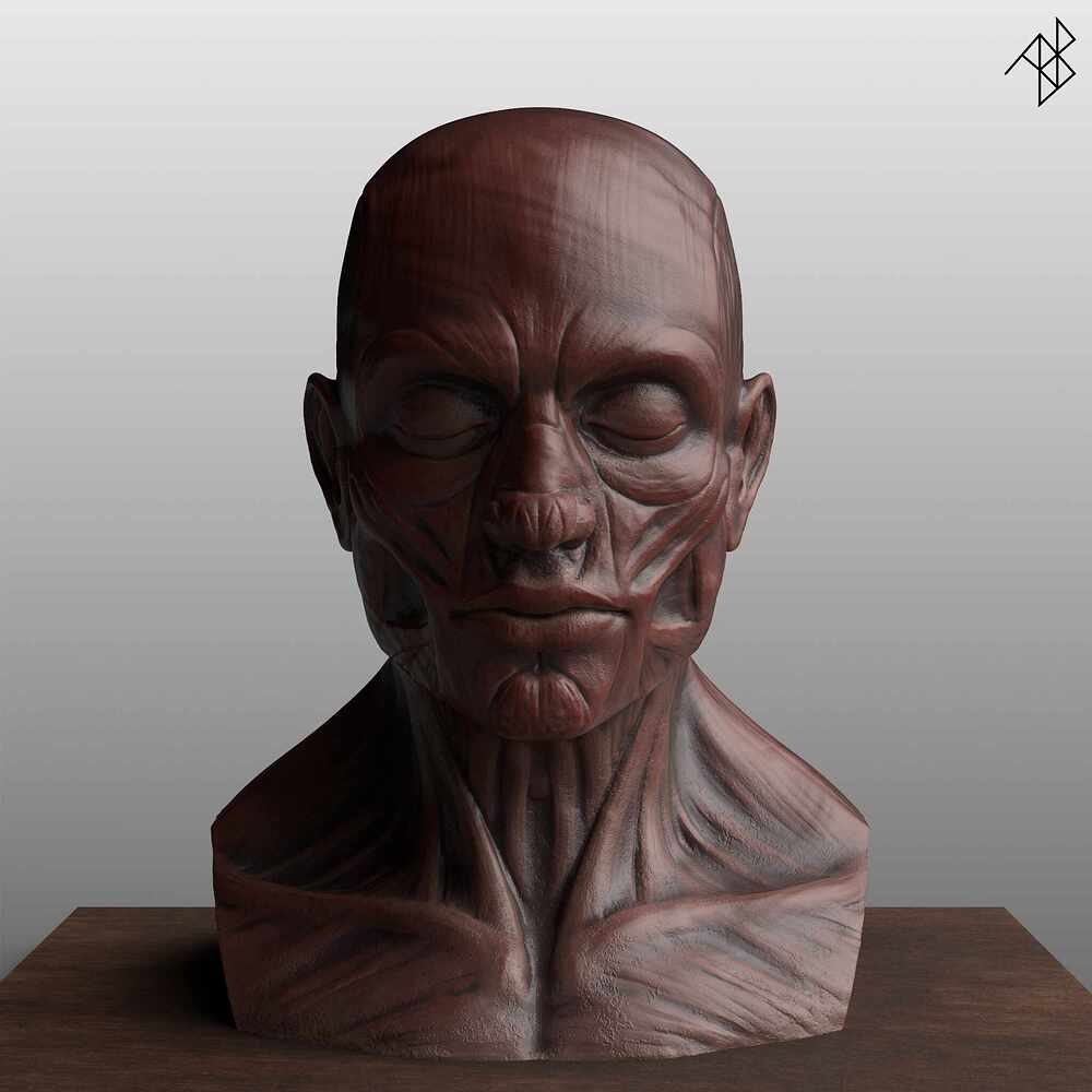 Facial Anatomy - Improved - 01