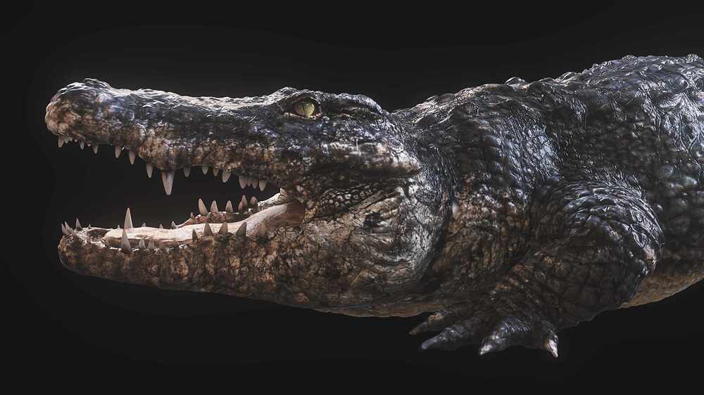 CROCODILLO_02