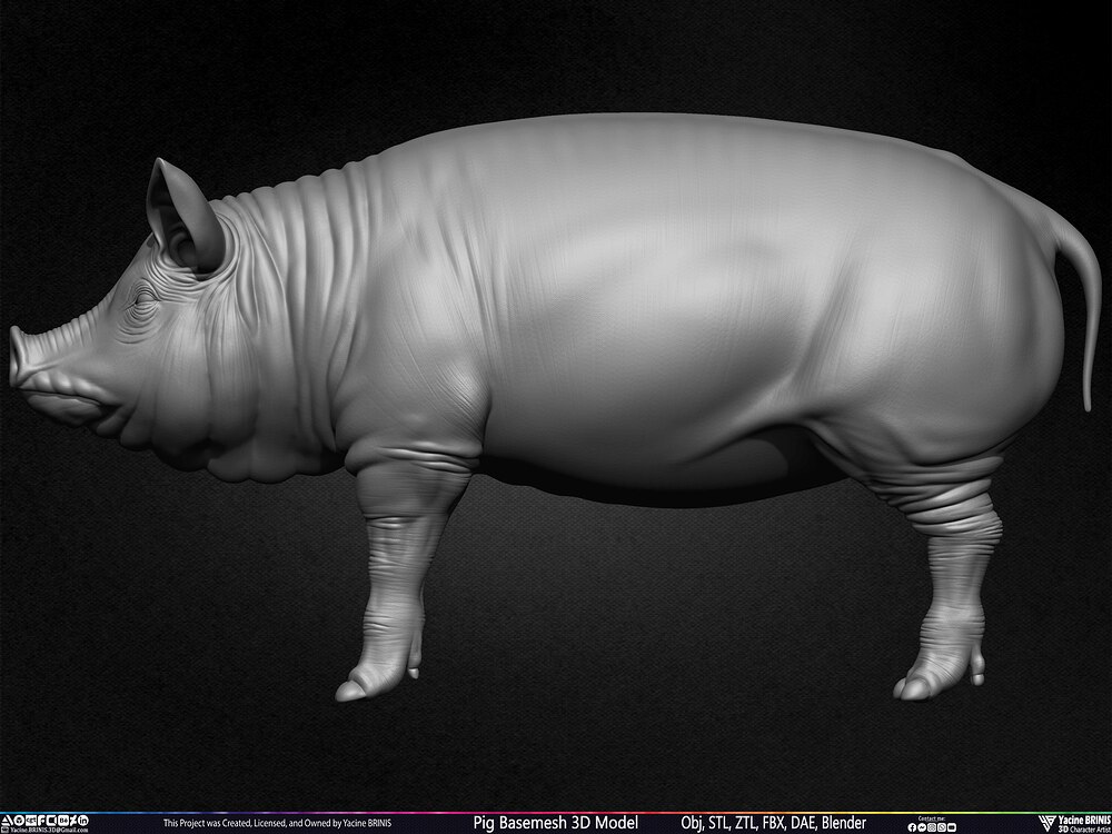 Pig Basemesh 3D Model Animal Anatomy Sculpted by Yacine BRINIS Set 017