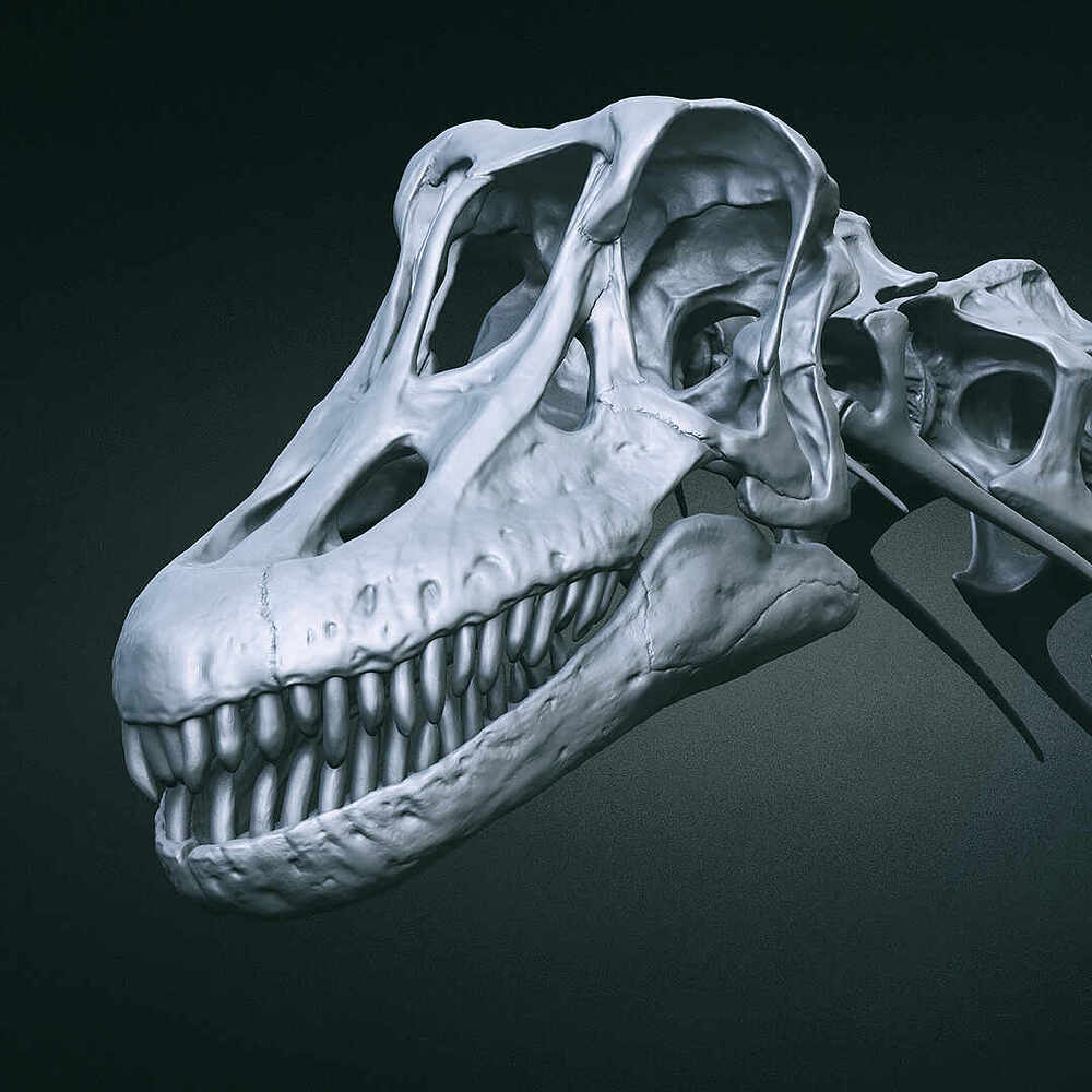 Cooper_Skeleton_02_2