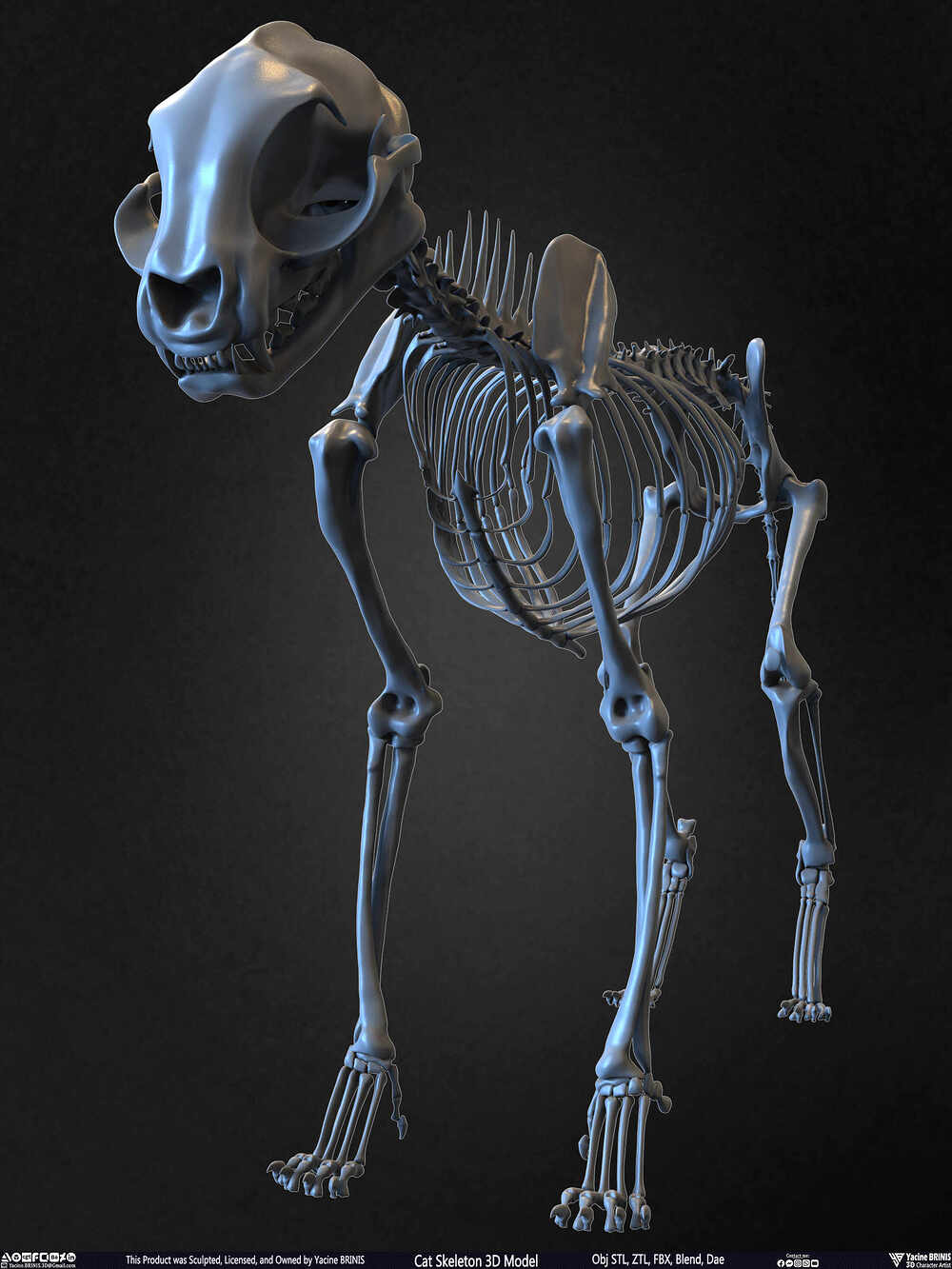 Highly Detailed Cat Skeleton 3D Model Sculpted by Yacine BRINIS Set 007