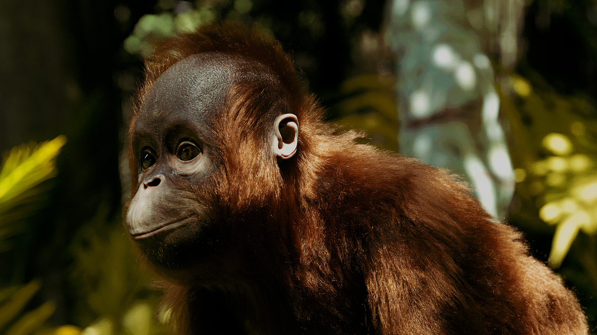 Orangutan_low_res_rookies