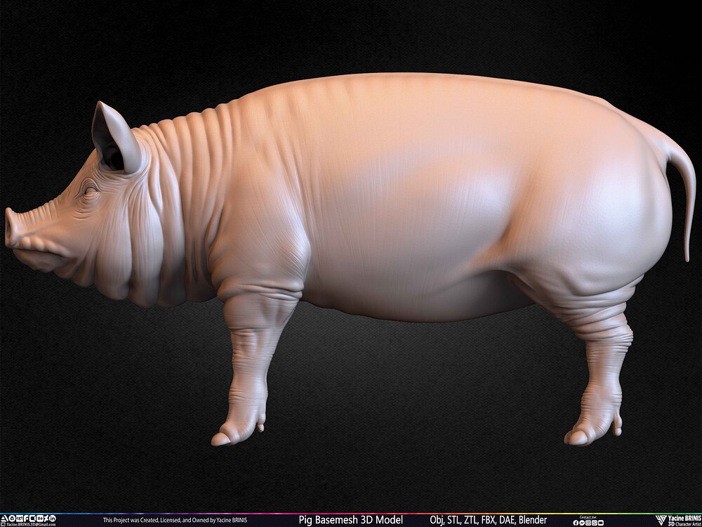 Pig Basemesh 3D Model Animal Anatomy Sculpted by Yacine BRINIS Set 042