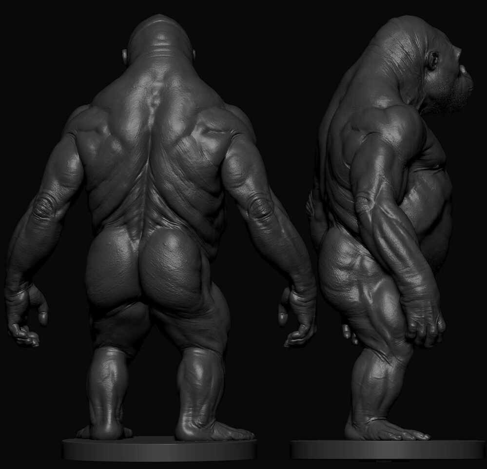 Ape Anatomy Practise 06
