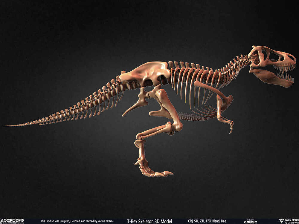 T-Rex Skeleton 3D Model (Tyrannosaurus Rex) Sculpted By Yacine BRINIS Set 005