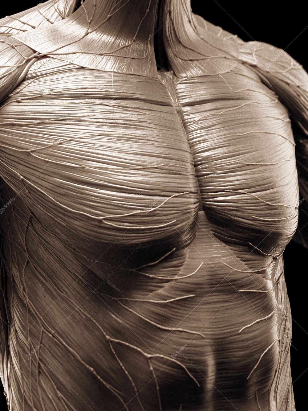 averageFitMale_torso_anatomyLayer2