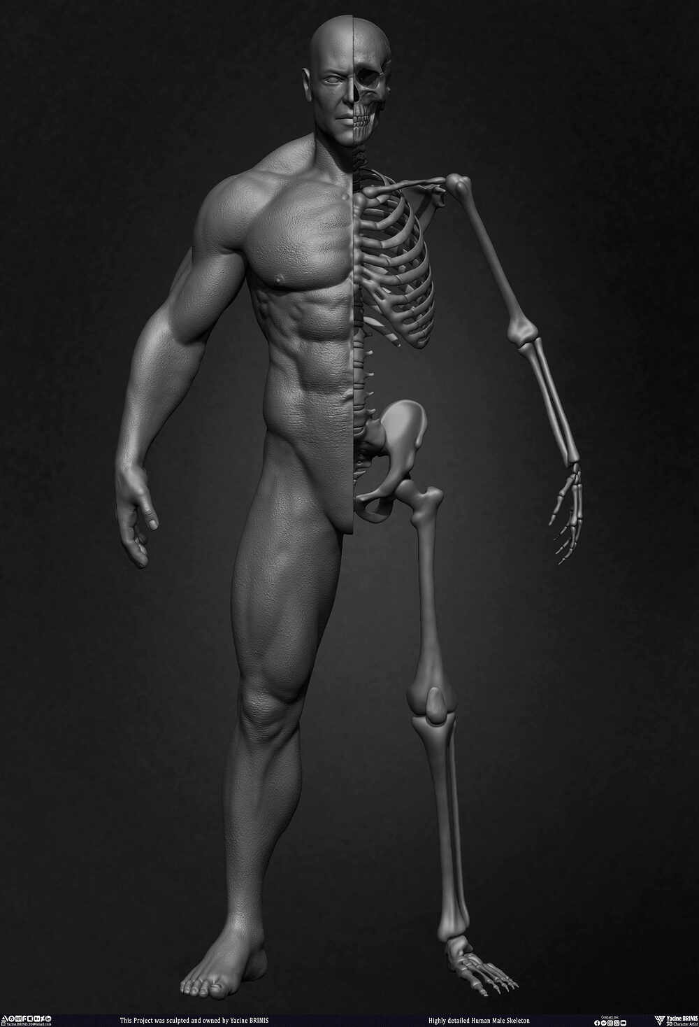 Highly Detailed Human Skeleton 3D Model sculpted by Yacine BRINIS 009