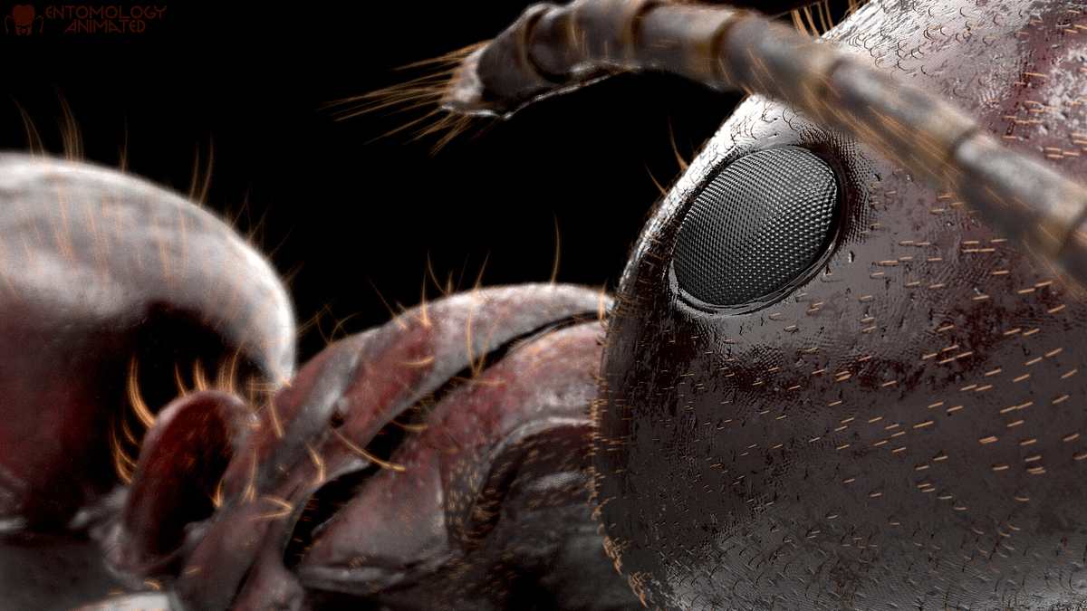 eric-keller-camponotus-pen-render-05