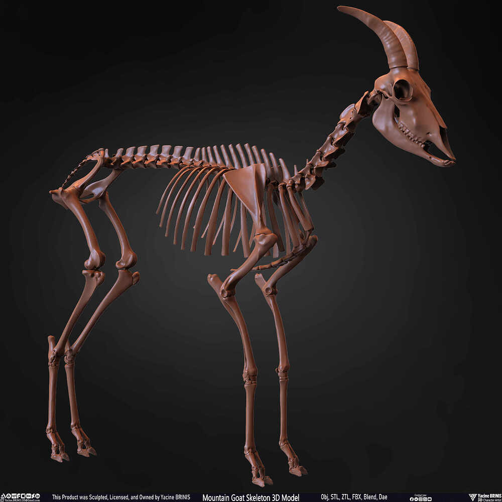 Mountain Goat Skeleton 3D Model Sculpted by Yacine BRINIS Set 026