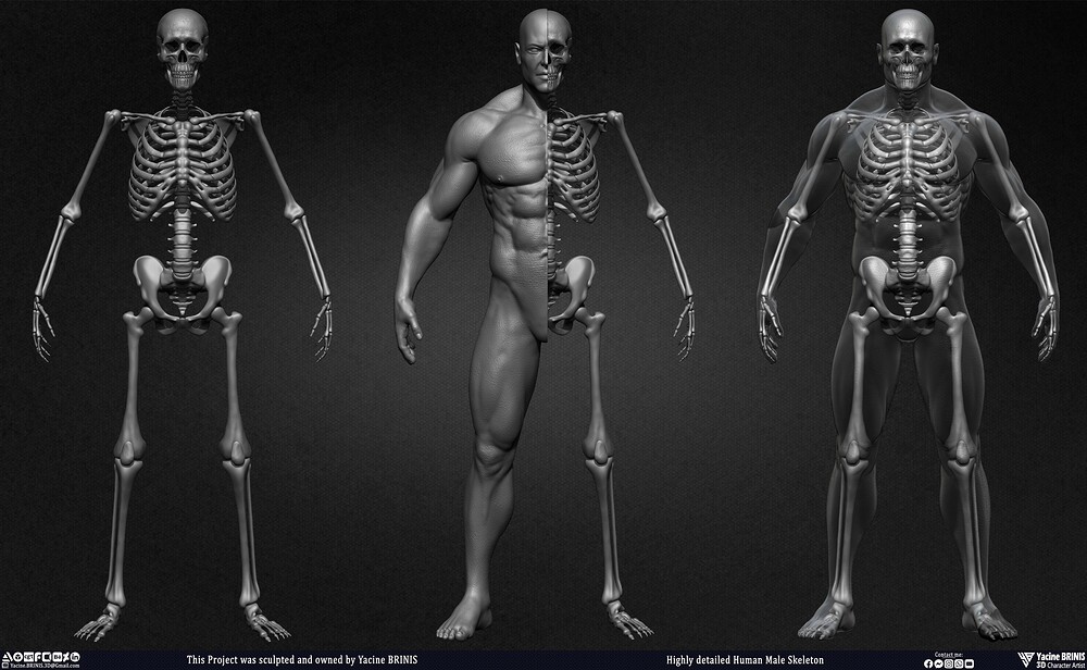 Highly Detailed Human Skeleton 3D Model sculpted by Yacine BRINIS 006