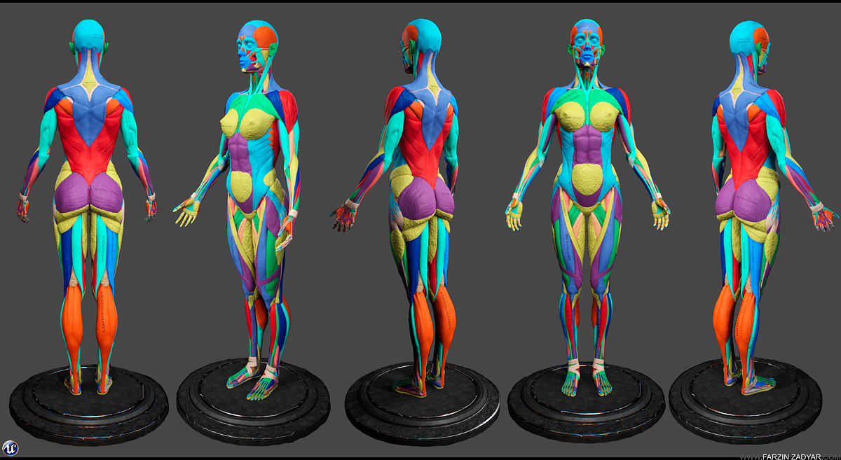 Farzin_Izadyar_Female_Anatomy_Kit_ColourCode