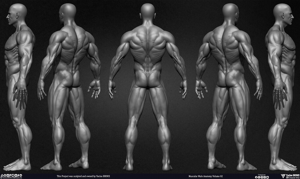 Muscular Male Anatomy Volume 2 3D Character sculpted by Yacine BRINIS 004