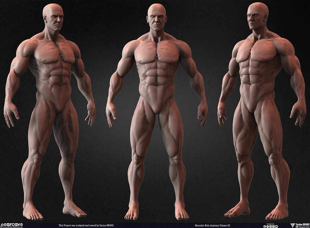 Muscular Male Anatomy Volume 2 3D Character sculpted by Yacine BRINIS 018