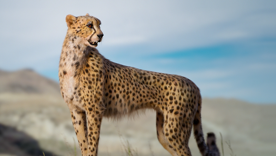 cheetah02