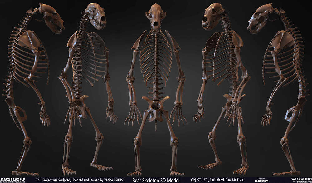 Bear Skeleton 3D Model Sculpted by Yacine BRINIS Set 001
