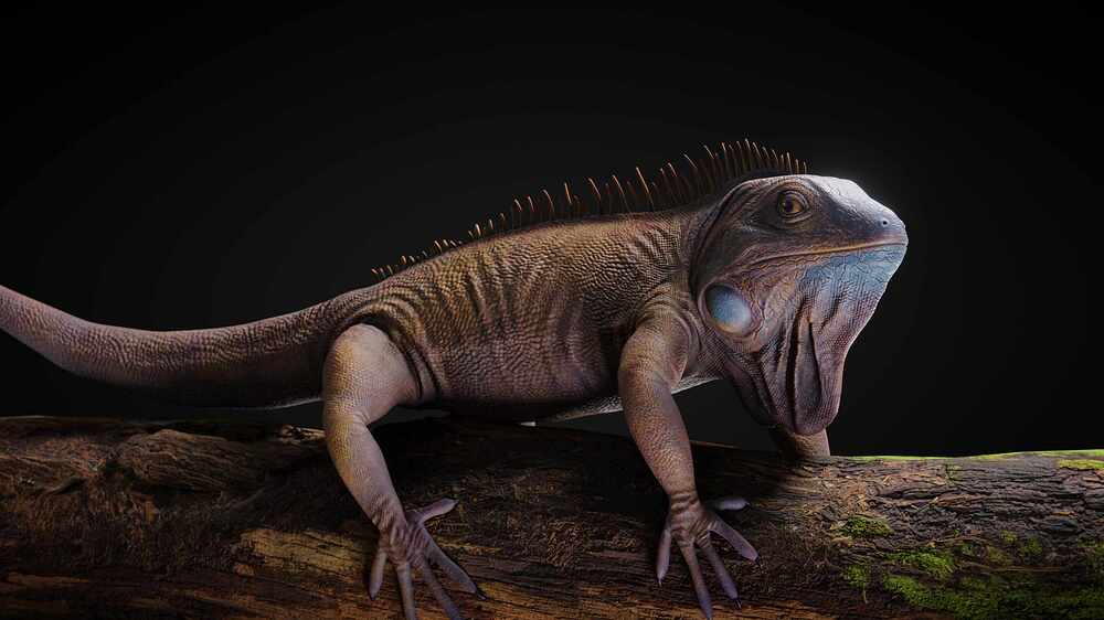 Iguana5