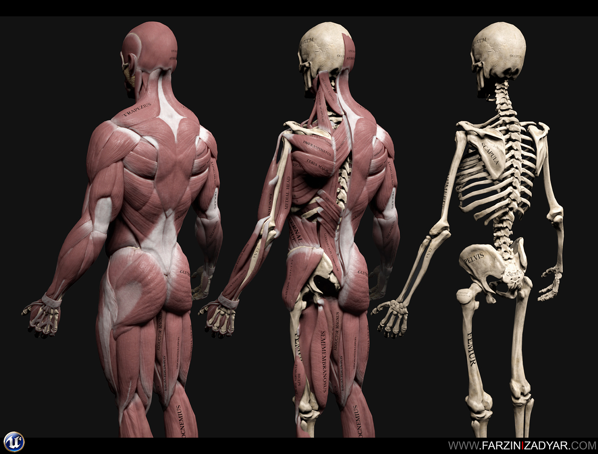 Skelly_Superficial_Deep_Posterior