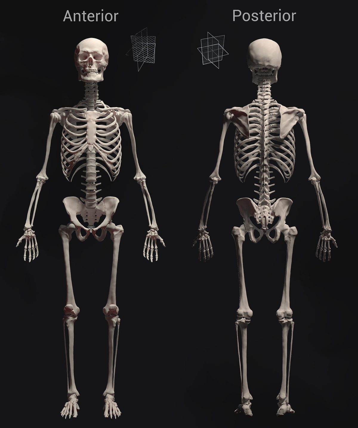 Anterior&Posterior_D