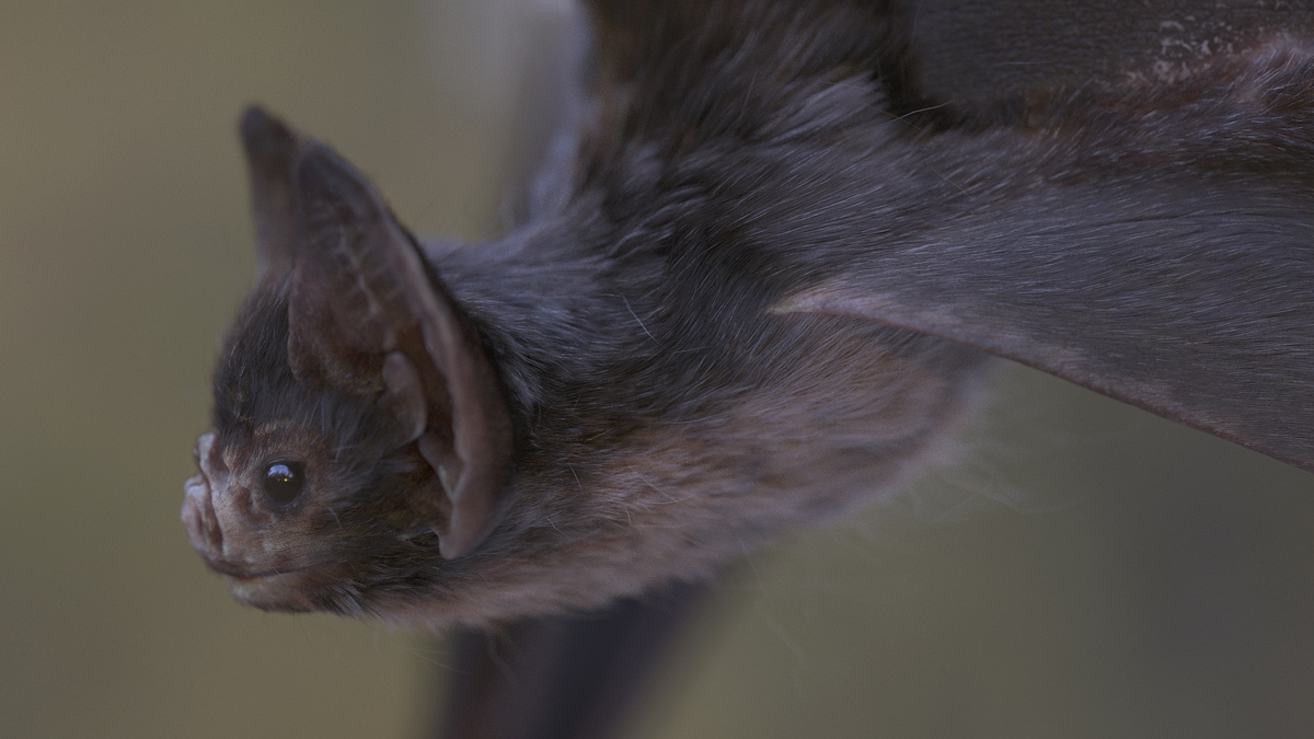 Bat_ENVLight6k_side2_Beauty_ZOOMED2