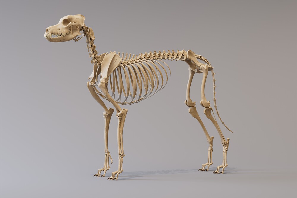 canine_skeleton_side_4k