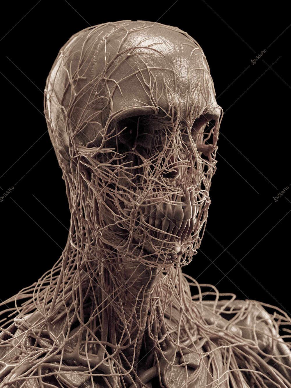 averageFitMale_headNeck_anatomyLayer7