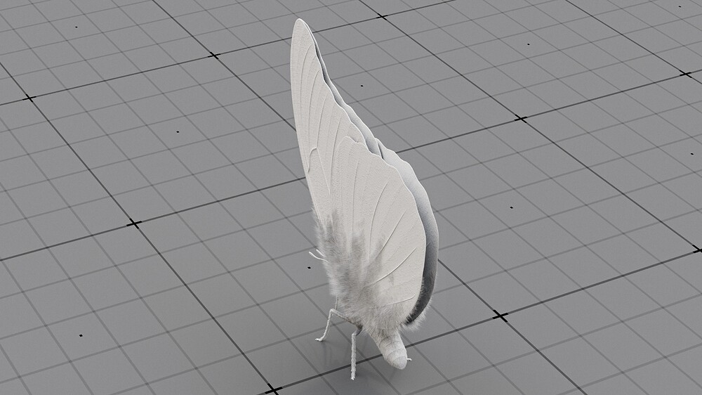 Blue_Morpho_clay_08