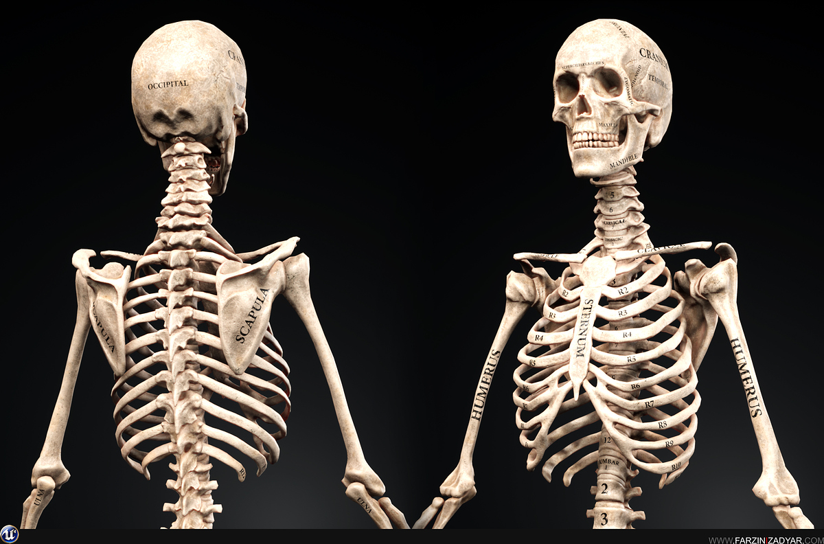 Farzin_Izadyar_Female_Anatomy_Kit_Skelly01