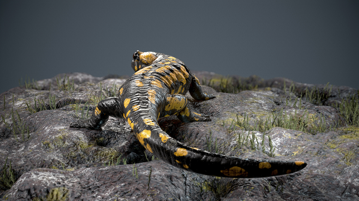 salamander6