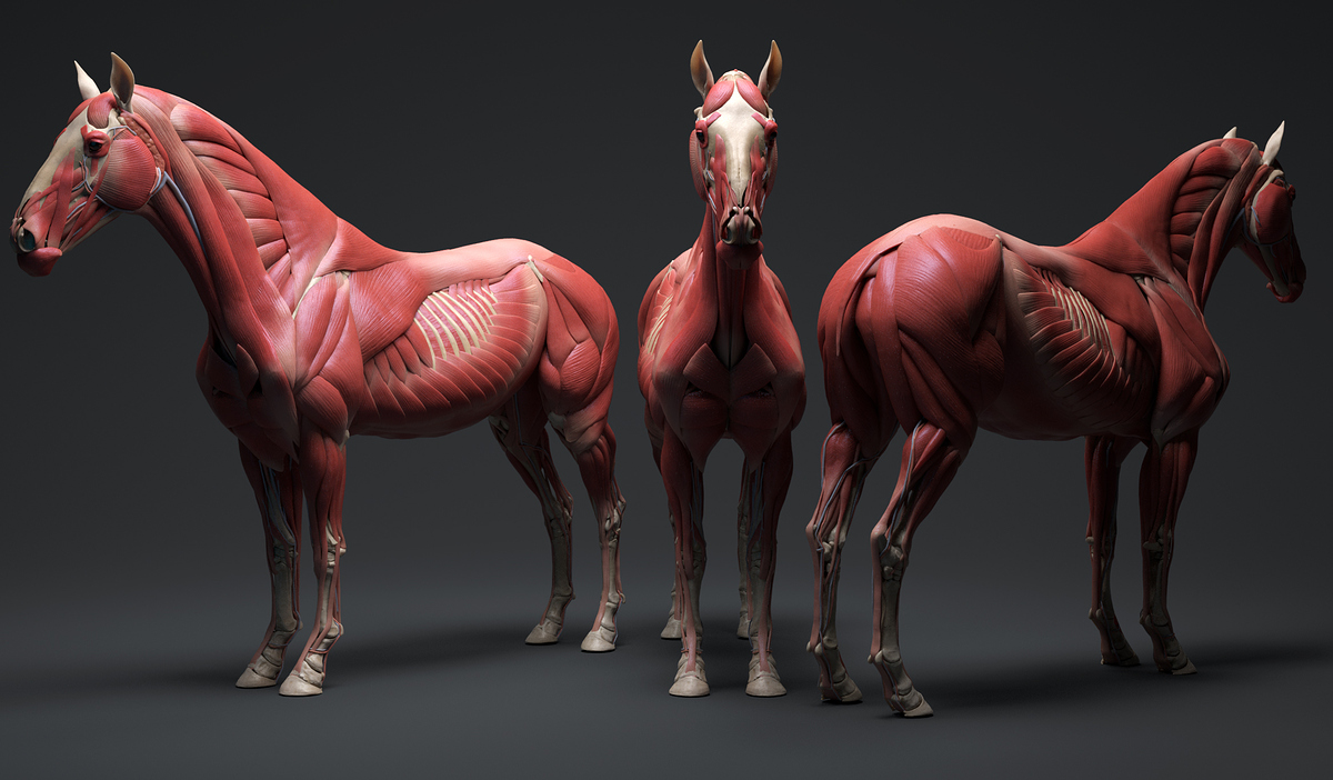 Horse-3-Dark