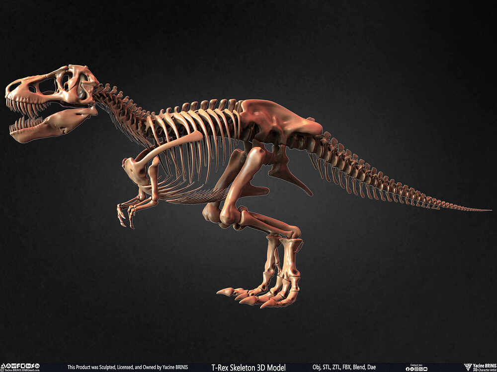 T-Rex Skeleton 3D Model (Tyrannosaurus Rex) Sculpted By Yacine BRINIS Set 017