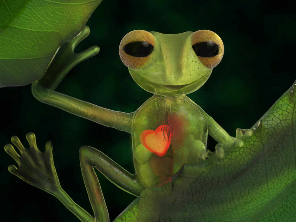frogy frog.623 cc1 copycccc