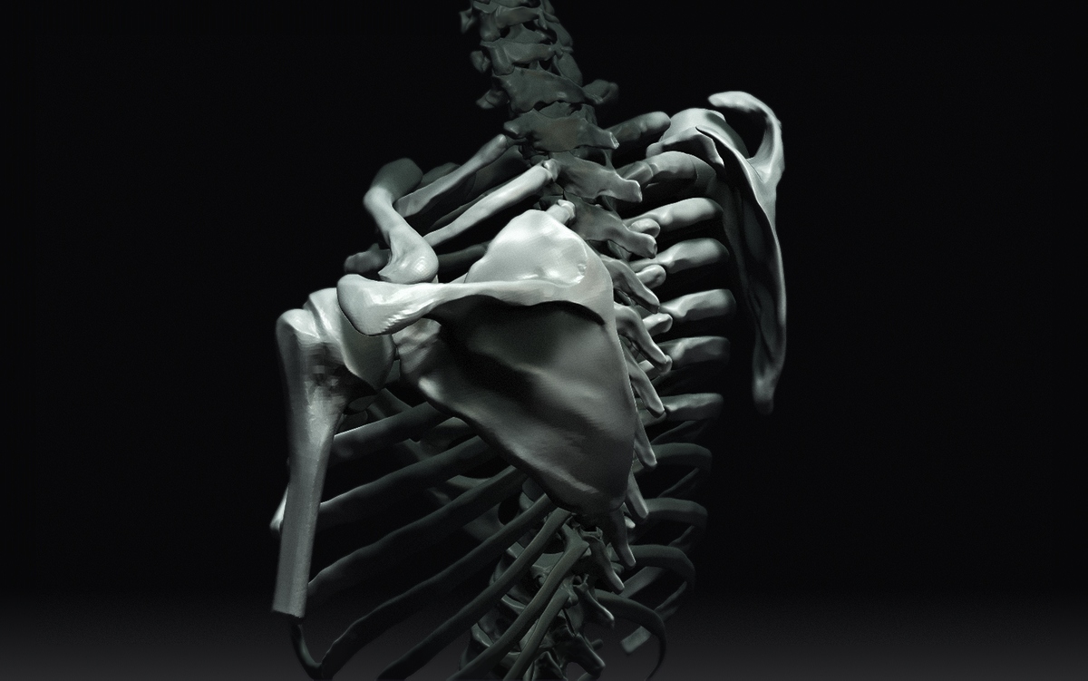 Scapula1