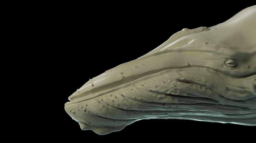 whale_render_02