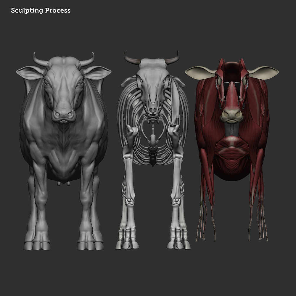 Cow_6